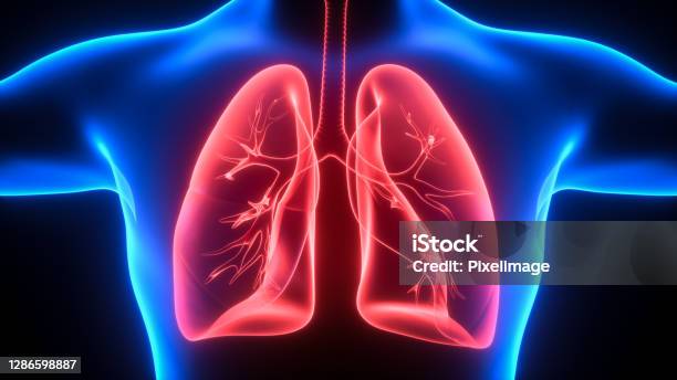 3d Illustration Of Lungs Medical Concept Stock Photo - Download Image Now - Illustration, Human Lung, Anatomy