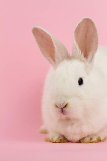 istock small white rabbit on a pastel pink background . Concept for the Easter holiday. A live hare looks at the camera in close-up 1286599138