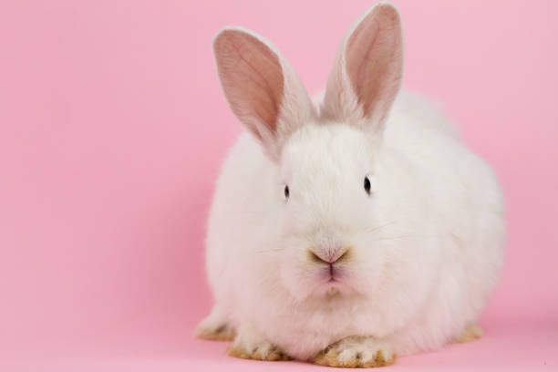 istock small white rabbit on a pastel pink background . Concept for the Easter holiday. A live hare looks at the camera in close-up 1286599140