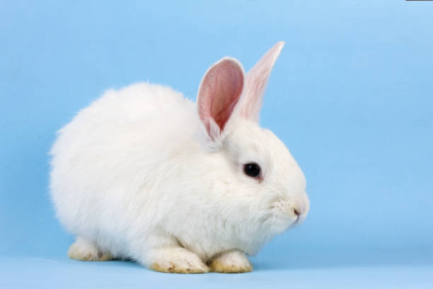 istock a small white fluffy rabbit on a blue background . Easter Bunny on a trendy blue background concept for the Easter holiday, close-up 1286599144