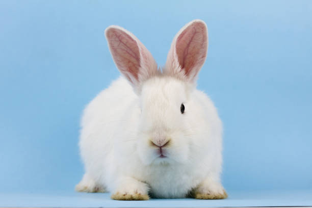 istock a small white fluffy rabbit on a blue background . Easter Bunny on a trendy blue background concept for the Easter holiday, close-up 1286599147