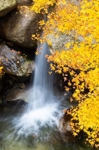 Autumn in the mountains of Mie prefecture with yellow maple tree leaves over a beautiful waterfall.
