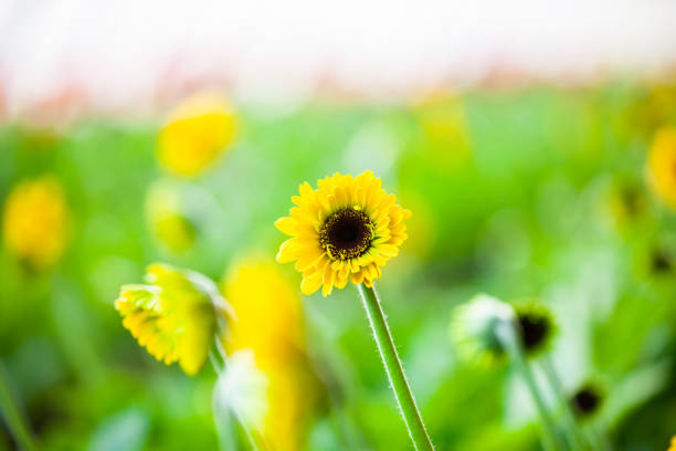 sunflower in blooming in the field,  sunflowers backgrounds
