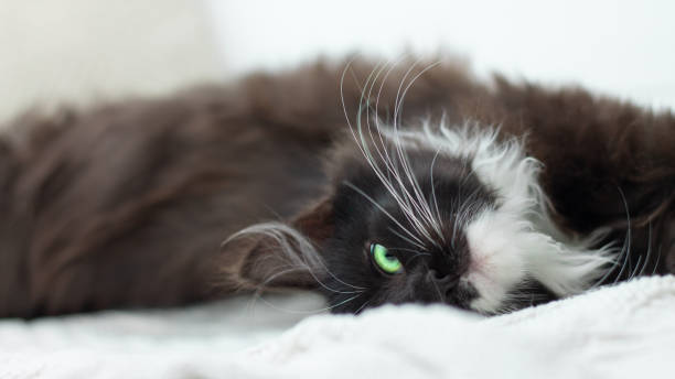 istock Cute black kitten with white breast and paws and green bright eyes lying on a white knitted blanket 1286601847