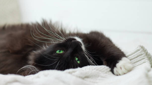 istock Cute black kitten with white breast and paws and green bright eyes lying on a white knitted blanket 1286601862