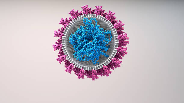 rna vaccine new type of vaccine inserts fragments of the virus rna into human cells to reprogram them to produce viral protein spikes then stimulate and immune response - macrophage human immune system cell biology imagens e fotografias de stock