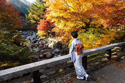 A senior Japanese woman dressed in Kimono enjoying the outdoors during the Autumn season in Japan with beautiful colored Maple leaves from a bridge over a rocky river.