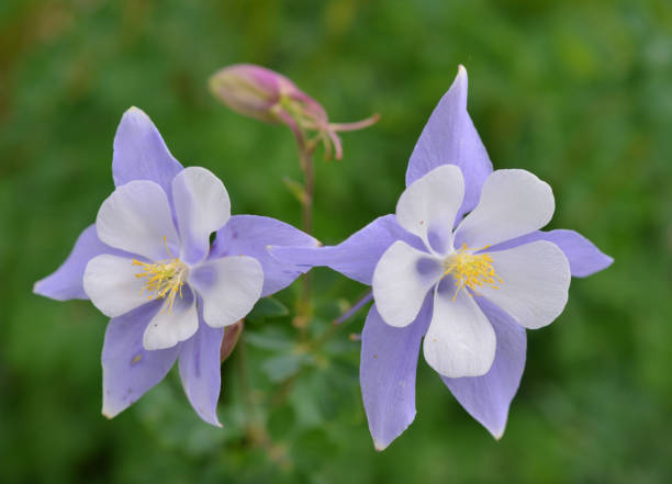 istock Wildflowers, Rocky Mountains, USA 1286605396