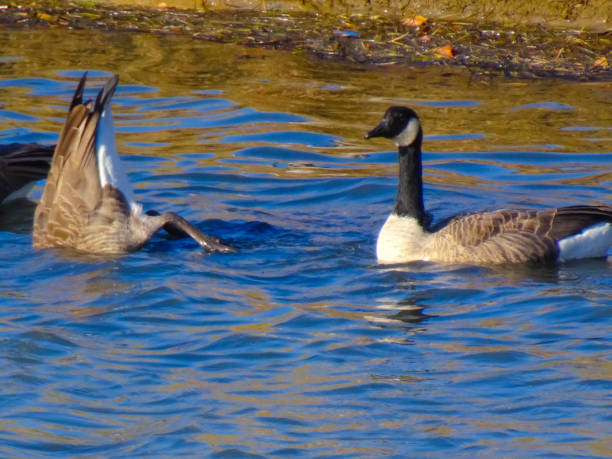 istock Two geese in the pond 1286606043