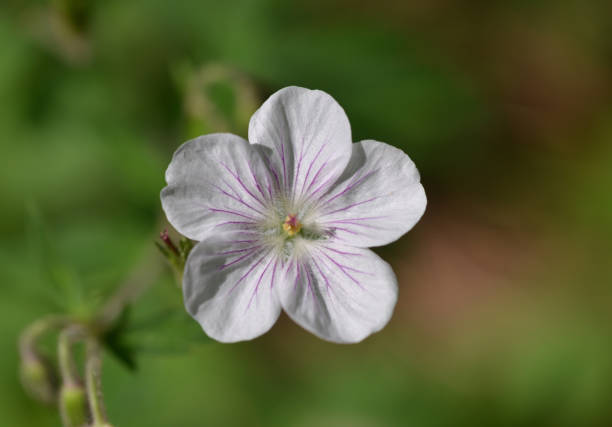 istock Wildflower, Rocky Mountain National Park 1286606045