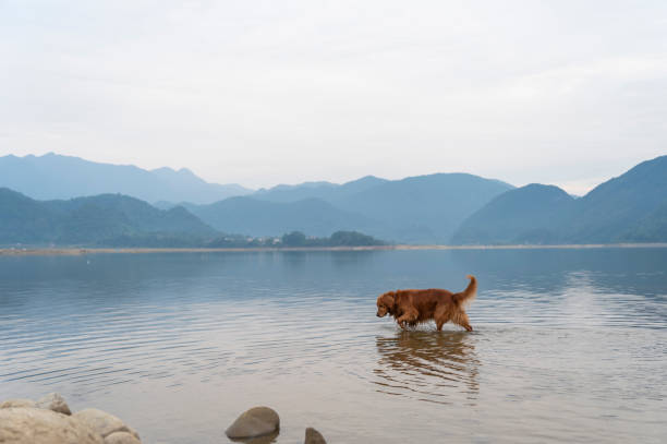 istock Retrievers are playing in the lake tonight 1286606962