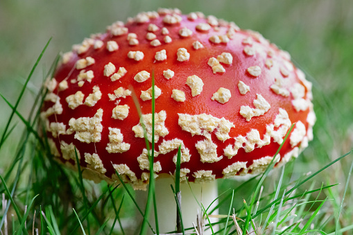 Focus on orange cap boletus in dry grass growing on forest ground among group of other porcini mushrooms against meadow and pinetrees