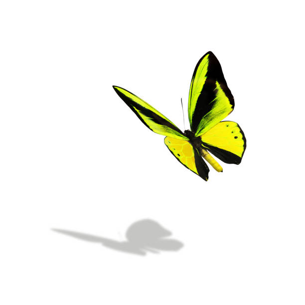 istock Beautiful multi-colored real butterfly flying on a white background 1286607656