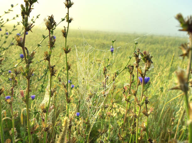istock Gossamer in the grass 1286607661