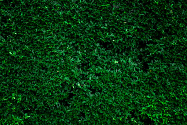 istock closeup nature view of tropical leaf background 1286607706
