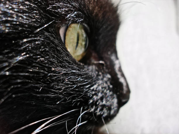 Black cat green eyes close up