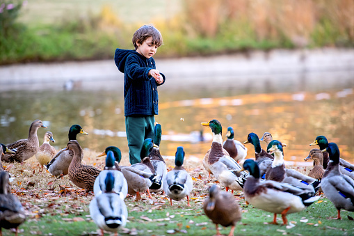 Caucasian Little boy feeding ducks near a lake
