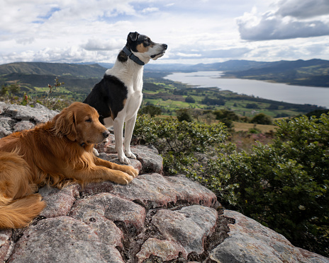 Beautiful dogs on the top of a mountain looking at the view - pets concepts