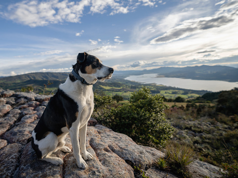 Beautiful dog on the top of a mountain looking at the view - pets concepts