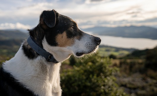 Beautiful dog outdoors looking at the view and wearing a collar - pets concepts