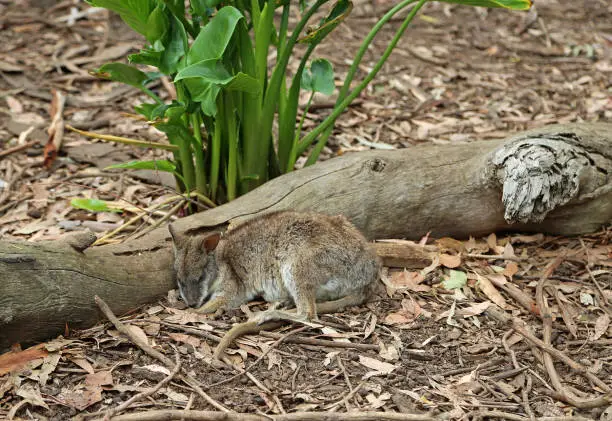 Photo of Parma Wallaby and the wood