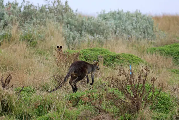Photo of Wild Wallaby jumping