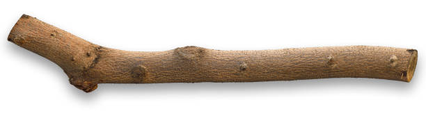 A part of the Paulownia tree trunk or a large branch of a tree, isolated on white with clipping path.