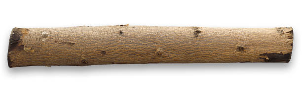 Snail moving up wooden tree stump
