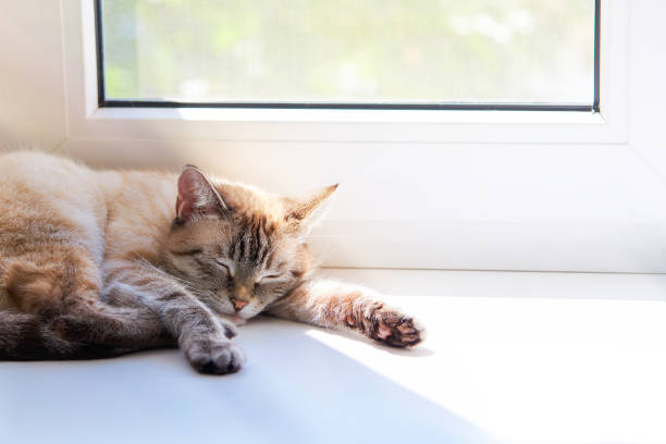 istock cute domestic cat resting on a window sill. sunny day 1286612914