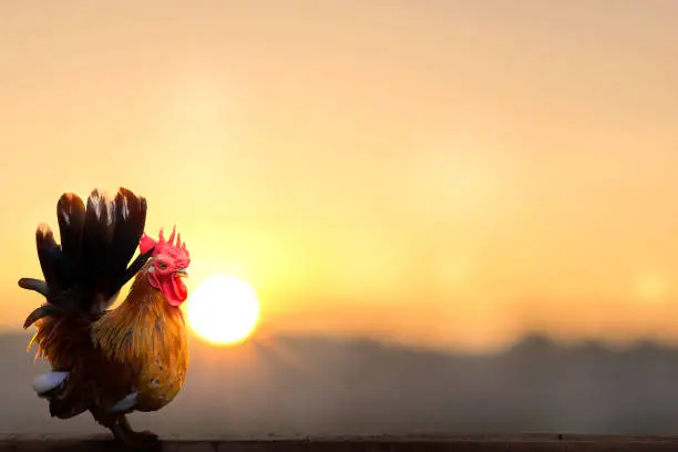 Photo of rooster on blurred beautiful sunrise sky with sun light backgroundrooster on blurred beautiful sunrise sky with sun light background