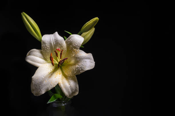 istock White lily flower with water drops glowing on black background with copy space 1286615551
