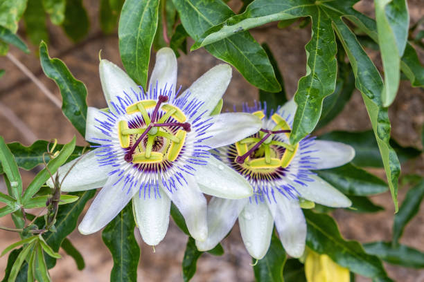 istock Two passion-fruit flowers with shallow focus against blurred background 1286615569
