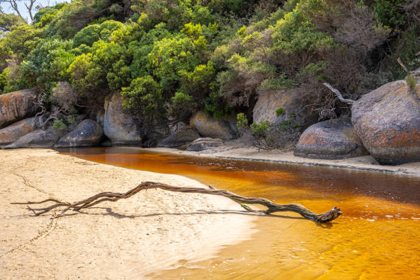 istock Dry tree branch on the sand at Tidal River, Wilsons Prom, Australia 1286615592