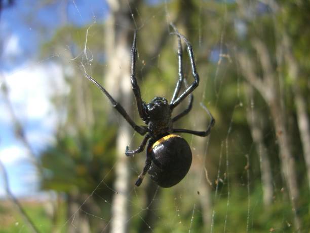 istock spider ''maria bola'' - nephilengys cruentata 1286616234