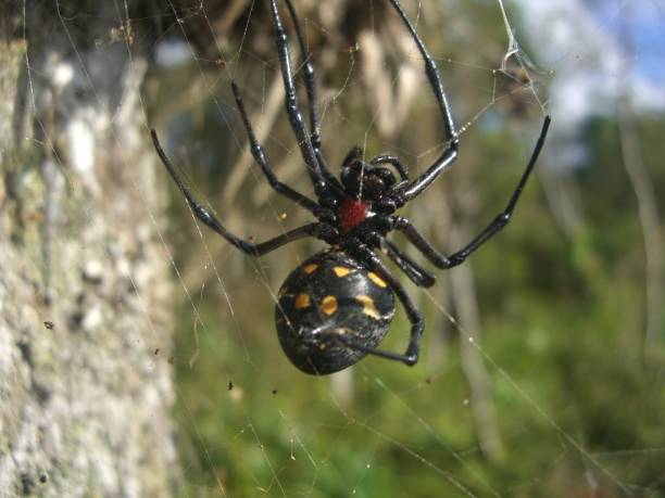 istock spider ''maria bola'' - nephilengys cruentata 1286616245