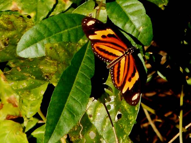 istock butterfly insect - rhopalocera 1286616307