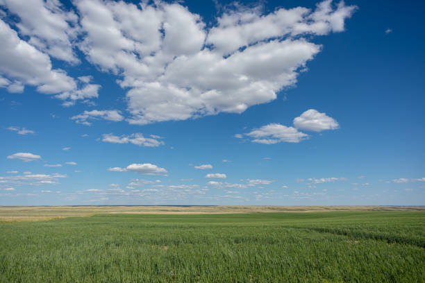 great plains saskatchewan, canada - manitoba prairie landscape canada photos et images de collection