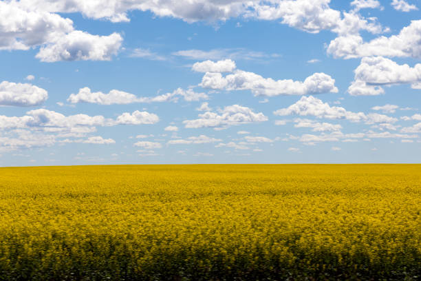 canola field saskatchewan, canada - manitoba prairie landscape canada foto e immagini stock