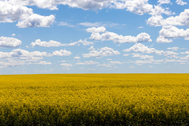 canola field saskatchewan, kanada - manitoba prairie landscape canada zdjęcia i obrazy z banku zdjęć