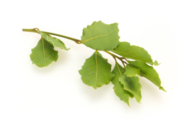 istock Green laurel leaves on the branch 1286621681
