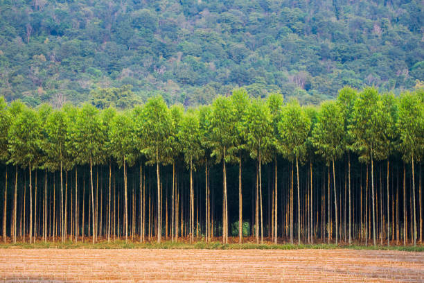 Eucalyptus Farm Row of high Eucalyptus trees in the farm along the plough land of cassava, countryside of Thailand tree farm stock pictures, royalty-free photos & images