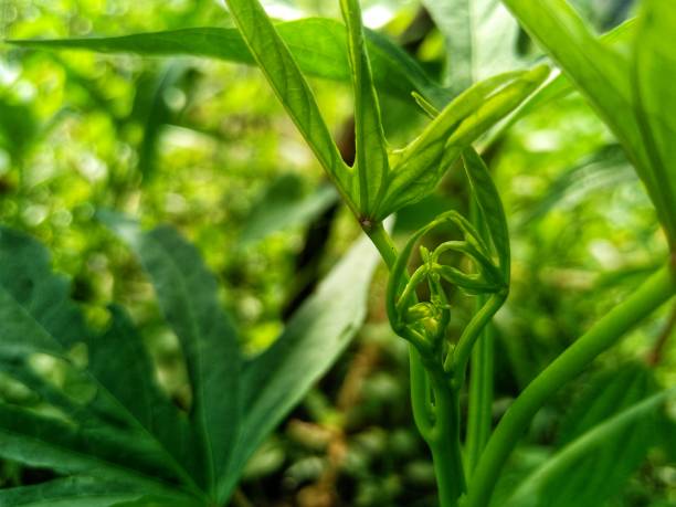 istock New shoots from the sweet potato plant 1286626702