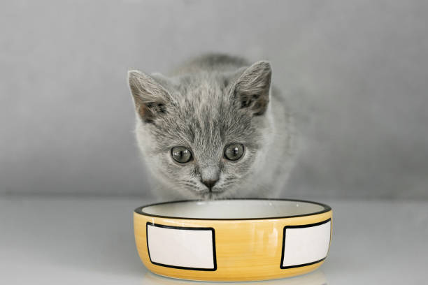 istock Grey British kitten drinks water and eats from a yellow ceramic plate isolated on a grey background. 1286626787