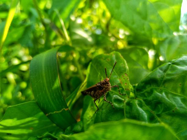 istock Brown grasshopper relaxing in the morning 1286626841