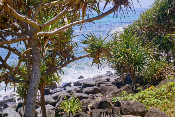 istock Gold Coast rocks beach Burleigh heads 1286626963