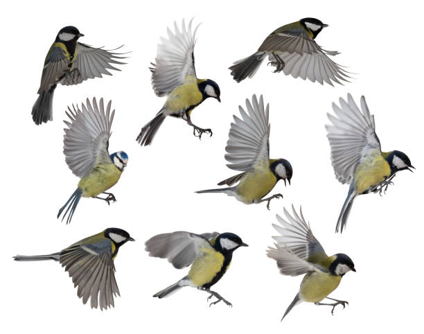 istock photo of nine isolated tit in flight 1286627709