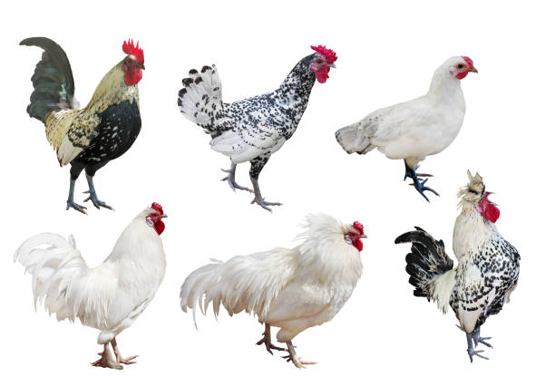 istock six roosters isolated on white background 1286627789