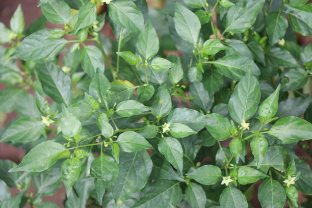 istock Bird eye chilli plant with flowers also called as bird chilli which is very spicy 1286628792