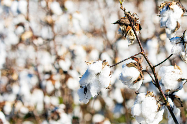 istock Close up of cotton bolls ready for harvest 1286630566