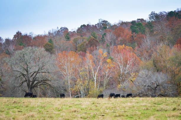 Landscape of Angus herd in autumn pasture in Appalachia with colorful hillside of trees in background.
